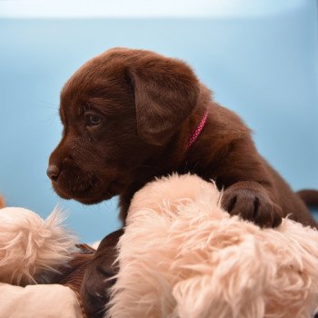 chiot Retriever du Labrador chocolat Roxy élevage du Fond de la Noye