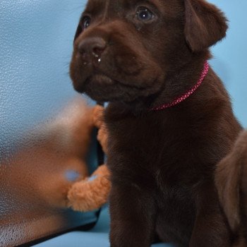 chiot Retriever du Labrador chocolat Roxy élevage du Fond de la Noye