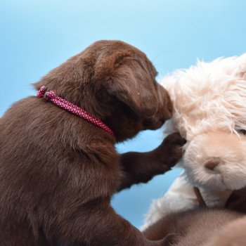 chiot Retriever du Labrador chocolat Roxy élevage du Fond de la Noye