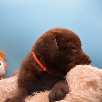 chiot Retriever du Labrador chocolat à déterminer (année des R) élevage du Fond de la Noye