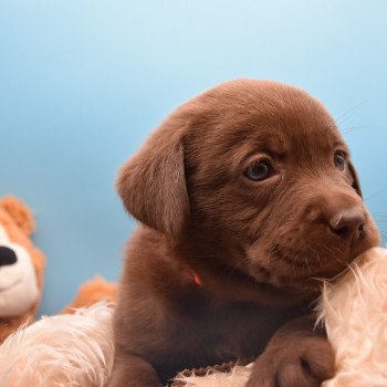 chiot Retriever du Labrador chocolat à déterminer (année des R) élevage du Fond de la Noye