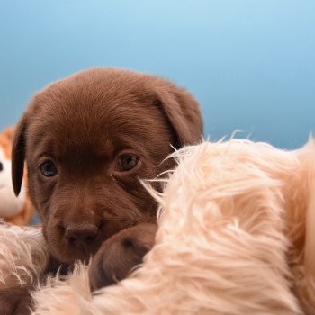 chiot Retriever du Labrador chocolat à déterminer (année des R) élevage du Fond de la Noye