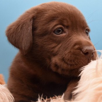 chiot Retriever du Labrador chocolat à déterminer (année des R) élevage du Fond de la Noye