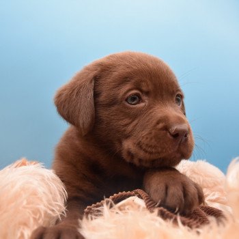 chiot Retriever du Labrador chocolat à déterminer (année des R) élevage du Fond de la Noye