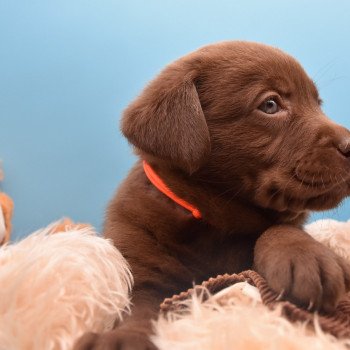 chiot Retriever du Labrador chocolat à déterminer (année des R) élevage du Fond de la Noye chiot Retriever du Labrador chocolat à déterminer (année des R) élevage du Fond de la Noye