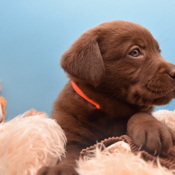 chiot Retriever du Labrador chocolat à déterminer (année des R) élevage du Fond de la Noye