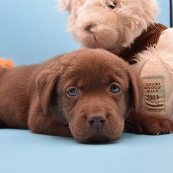 chiot Retriever du Labrador chocolat à déterminer (année des R) élevage du Fond de la Noye