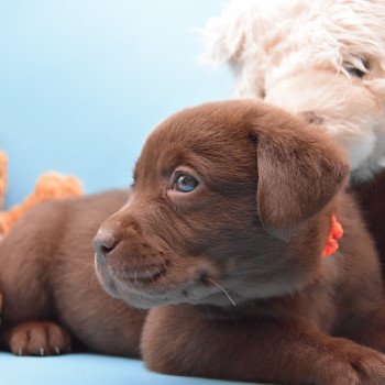 chiot Retriever du Labrador chocolat à déterminer (année des R) élevage du Fond de la Noye