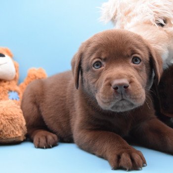 chiot Retriever du Labrador chocolat à déterminer (année des R) élevage du Fond de la Noye