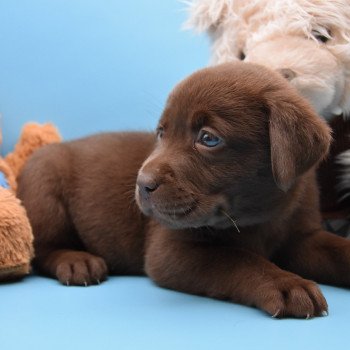 chiot Retriever du Labrador chocolat à déterminer (année des R) élevage du Fond de la Noye