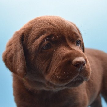 chiot Retriever du Labrador chocolat Collier bleu élevage du Fond de la Noye