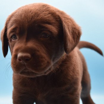 chiot Retriever du Labrador chocolat Collier bleu élevage du Fond de la Noye