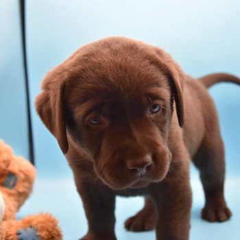 chiot Retriever du Labrador chocolat Collier bleu élevage du Fond de la Noye