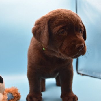 chiot Retriever du Labrador chocolat Collier bleu élevage du Fond de la Noye