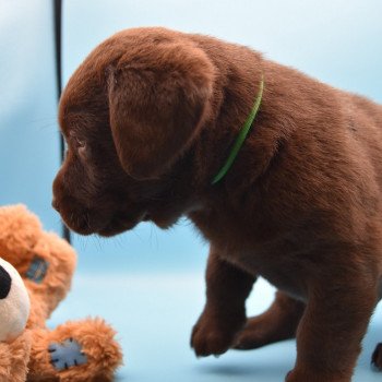 chiot Retriever du Labrador chocolat Collier bleu élevage du Fond de la Noye