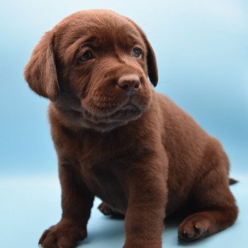 chiot Retriever du Labrador chocolat Collier bleu élevage du Fond de la Noye