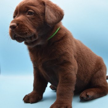 chiot Retriever du Labrador chocolat Collier bleu élevage du Fond de la Noye