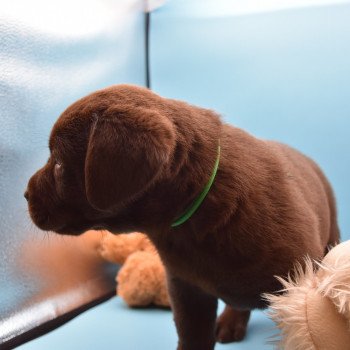 chiot Retriever du Labrador chocolat Collier bleu élevage du Fond de la Noye