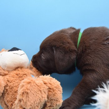 chiot Retriever du Labrador chocolat Collier bleu élevage du Fond de la Noye