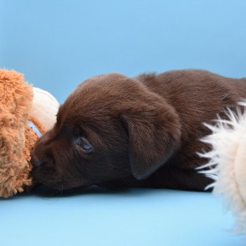 chiot Retriever du Labrador chocolat Collier bleu élevage du Fond de la Noye