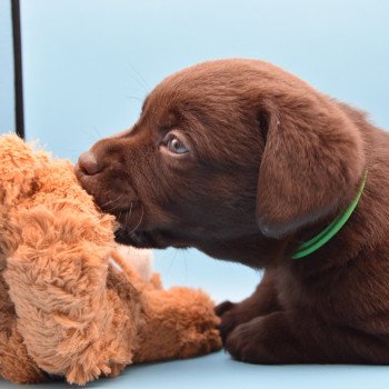 chiot Retriever du Labrador chocolat Collier bleu élevage du Fond de la Noye chiot Retriever du Labrador chocolat Collier bleu élevage du Fond de la Noye