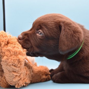 chiot Retriever du Labrador chocolat Collier bleu élevage du Fond de la Noye