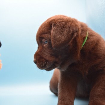 chiot Retriever du Labrador chocolat Collier bleu élevage du Fond de la Noye