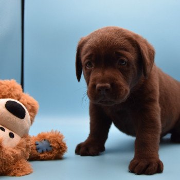 chiot Retriever du Labrador chocolat Collier bleu élevage du Fond de la Noye