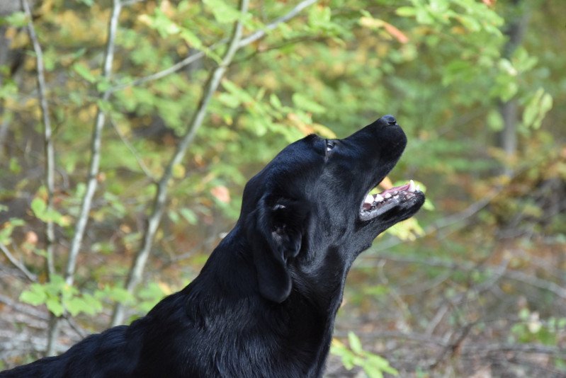 Blue Foundati Black and Chocolate Femelle Retriever du Labrador