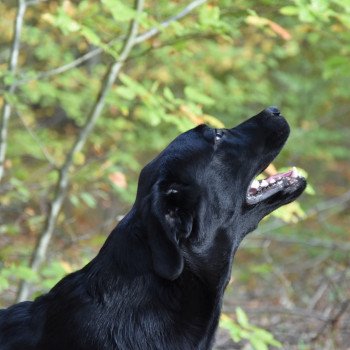 chien Retriever du Labrador noir Blue Fondation élevage du Fond de la Noye