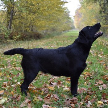 chien Retriever du Labrador noir Blue Fondation élevage du Fond de la Noye
