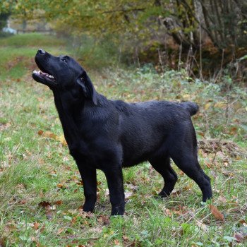 chien Retriever du Labrador noir Blue Fondation élevage du Fond de la Noye