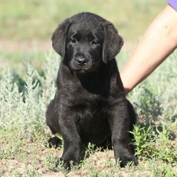 chien Retriever du Labrador noir Blue Fondation élevage du Fond de la Noye