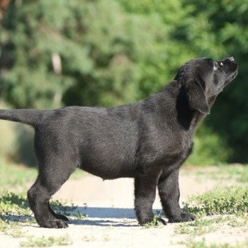 chien Retriever du Labrador noir Blue Fondation élevage du Fond de la Noye