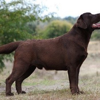 chien Retriever du Labrador chocolat Caffe Americano élevage du Fond de la Noye chien Retriever du Labrador chocolat Caffe Americano élevage du Fond de la Noye