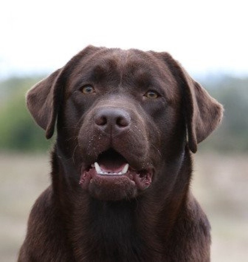 Mallorn's Caffe Americano Mâle Retriever du Labrador Mallorn's Caffe Americano Mâle Retriever du Labrador