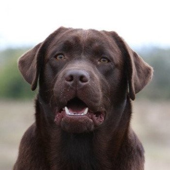 chien Retriever du Labrador chocolat Caffe Americano élevage du Fond de la Noye chien Retriever du Labrador chocolat Caffe Americano élevage du Fond de la Noye