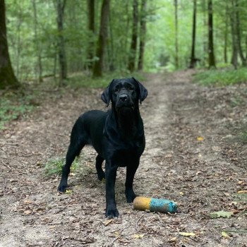 chien Retriever du Labrador noire Carolina élevage du Fond de la Noye chien Retriever du Labrador noire Carolina élevage du Fond de la Noye