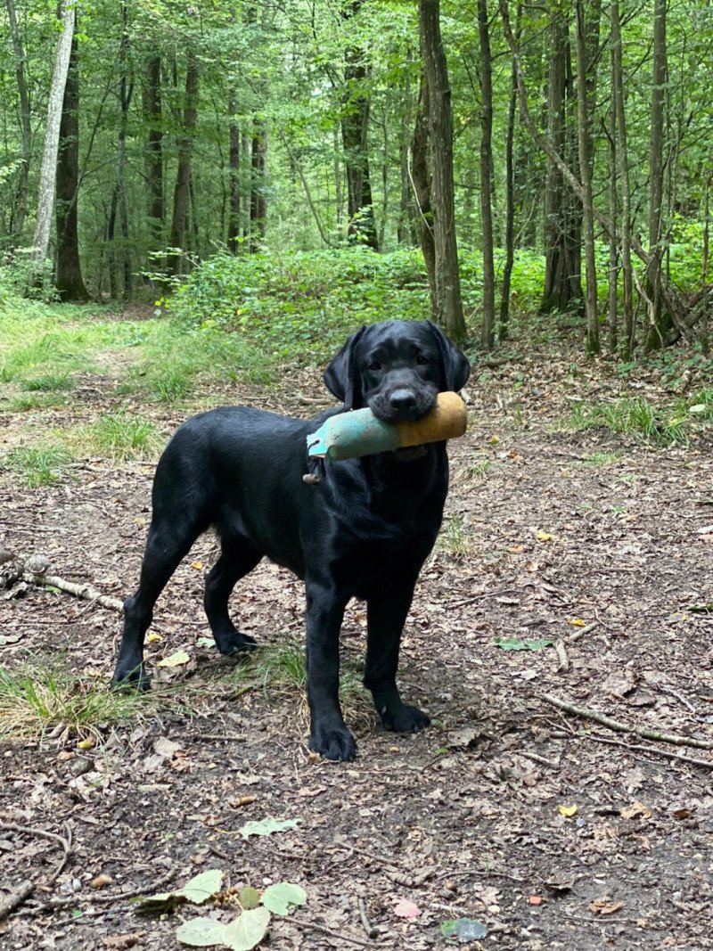 Carolina Black & Chocolate Femelle Retriever du Labrador