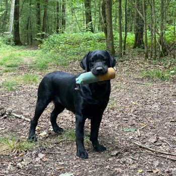 chien Retriever du Labrador noire Carolina élevage du Fond de la Noye