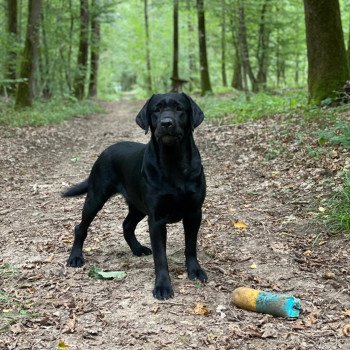 chien Retriever du Labrador noire Carolina élevage du Fond de la Noye