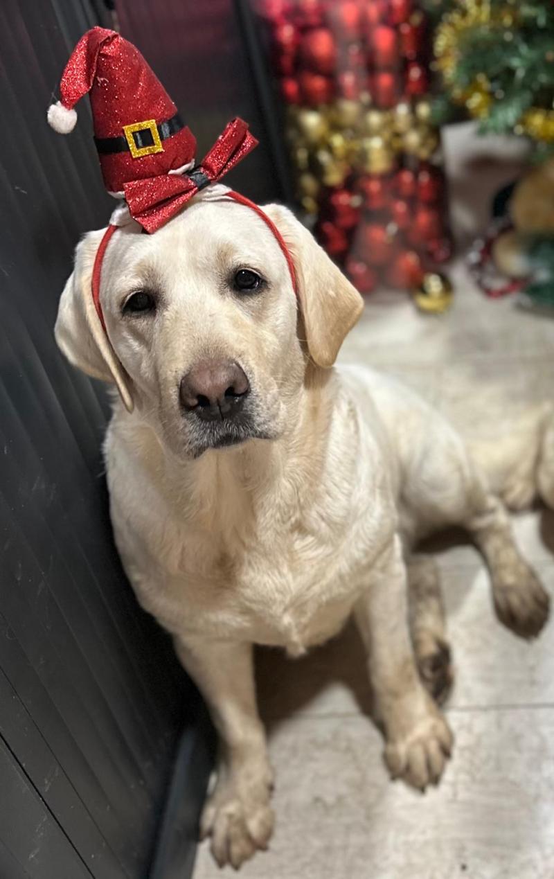 Catrina Terra natale Femelle Retriever du Labrador