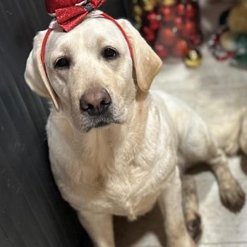 Catrina Terra natale Femelle Retriever du Labrador