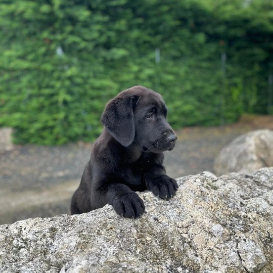 Vaïa du Fond de la Noye Femelle Retriever du Labrador