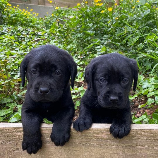 Vaudou du Fond de la Noye Mâle Retriever du Labrador