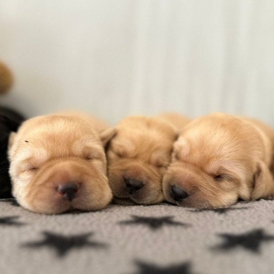 Baïa du Fond de la Noye Femelle Retriever du Labrador