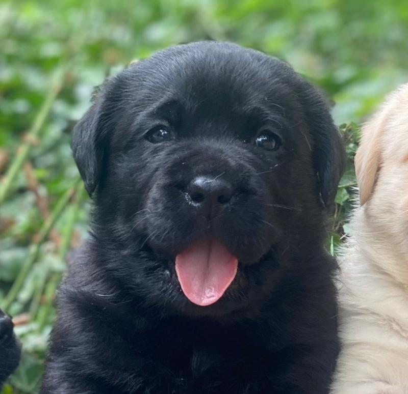 chiot (Portée Catrina ❤ Ravel 2026) - Mâle noir du Fond de la Noye Mâle Retriever du Labrador