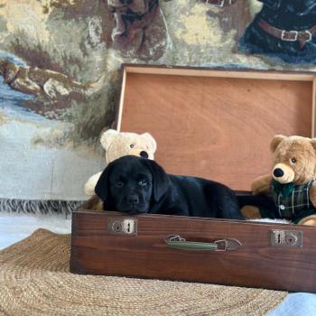 chiot Retriever du Labrador noir chiot (Portée Catrina ❤ Ravel 2026) - Mâle noir élevage du Fond de la Noye