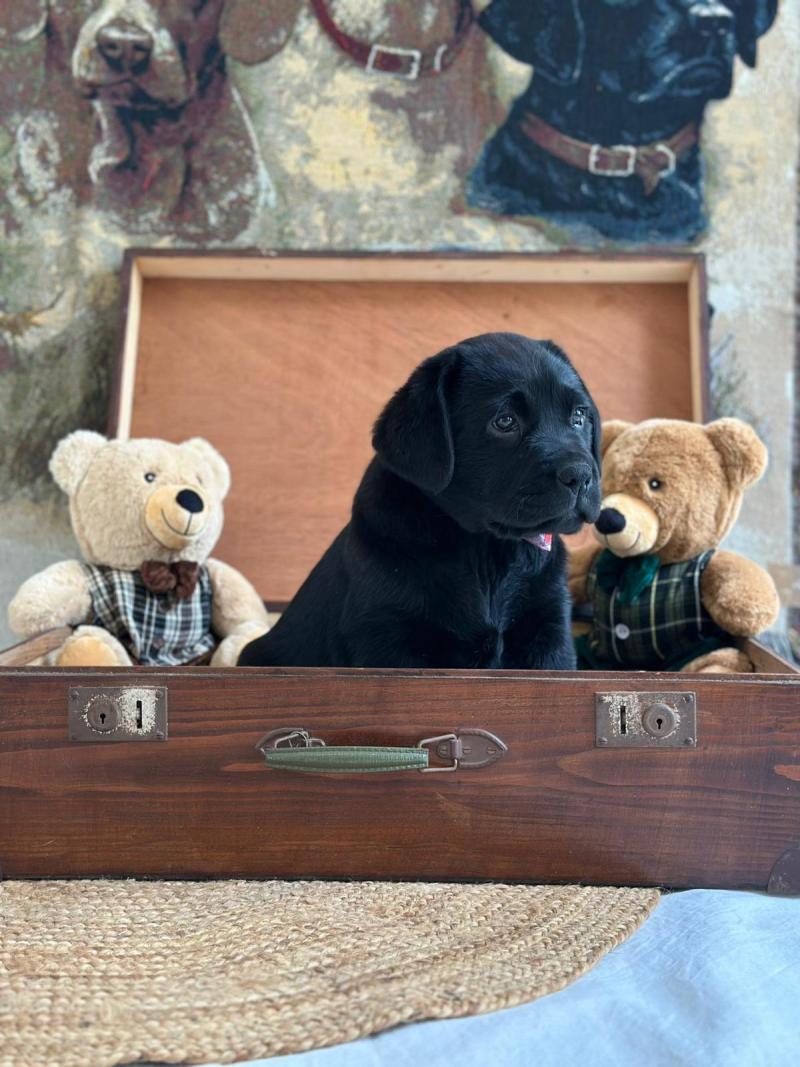 chiot (Portée Catrina ❤ Ravel 2026) - Mâle noir du Fond de la Noye Mâle Retriever du Labrador