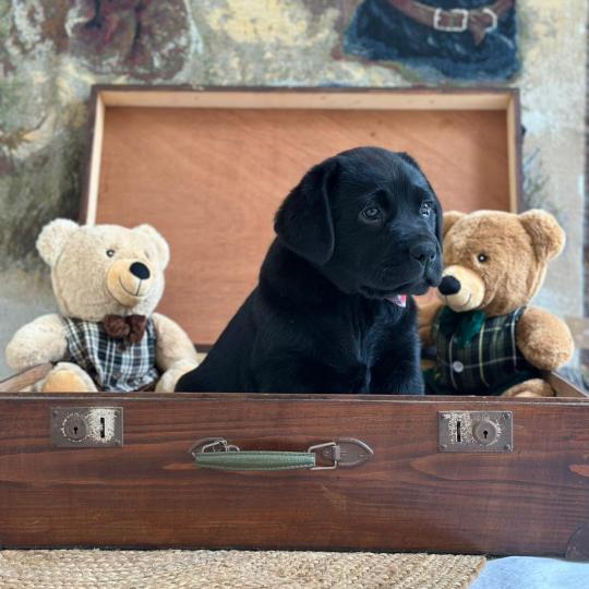 Bali du Fond de la Noye Mâle Retriever du Labrador